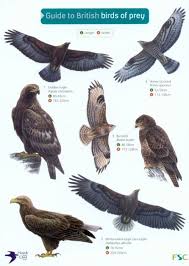 Id Chart Guide To British Birds Of Prey