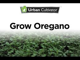 Check out these products to take care of your chickens without antibiotics: How To Grow Oregano Indoors Urban Cultivator Youtube
