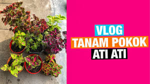 Bean time lapse 25 days soil cross section. Vlog Tanam Pokok Ati Ati Youtube