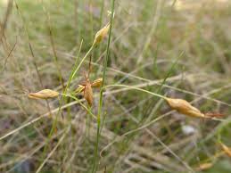 Image result for Fimbristylis madagascariensis