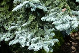 Typical height is just 4' tall and 18 wide. Choice Blue Conifers Gardeners Tips