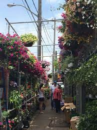 Check spelling or type a new query. Catharine Mackenzie On Twitter Is There Any Bigger Spring Flower Market Display Than Four Seasons Market On Avenue Road Springflowers