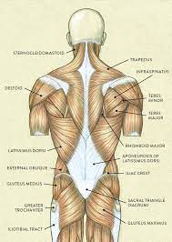 Muscles Of The Neck And Torso Classic Human Anatomy In Motion The Artist S Guide To The Dynamics Of Figure Drawing