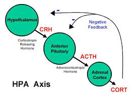 Stress Boundless Anatomy And Physiology