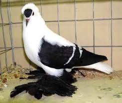 Black And White Pigeon Breeds Saxon Fairy Swallow Pigeon Pigeon Breeds Tumbler Pigeons Pigeon