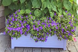 Image result for Browallia