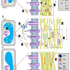 Auxin signaling is also known to promote plant disease caused by plant pathogens. The Role Of Auxin In Cell Wall Expansion Isodiametric Plant Cell Download Scientific Diagram
