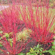 Red Twig Dogwood Shrub For Sale Fast Growing Trees Dogwood Shrub Red Twig Dogwood Twig Dogwood
