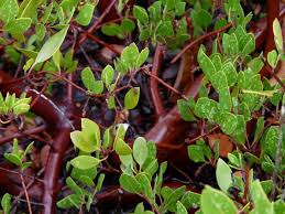 Image result for Macrotyloma densiflorum