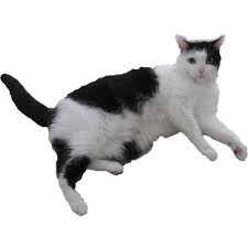 Domestic House Black White Cat Black Cat Aesthetic White And Black Cat Animals
