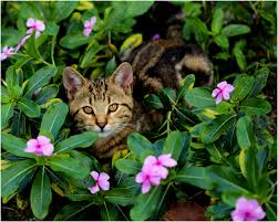 Amor A La Naturaleza Y Animales Katzen