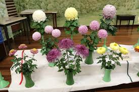 Image result for Pentas bussei