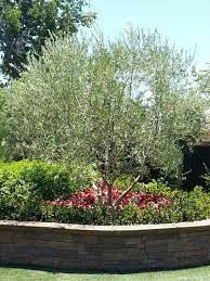 Swan hill fruitless olive tree. Swan Hill Fruitless Olive Tree As Centerpiece For Yard Backyard Olive Trees Landscape Olive Tree Front Yard Fruitless Olive Tree