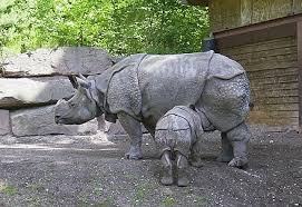 Javan Rhinoceros Wikiwand