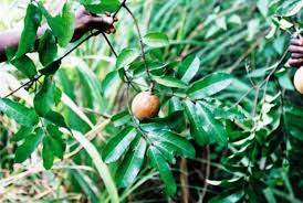 Image result for Landolphia lanceolata