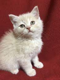 1 kedi 1 kopek sahiplendirme ilanlari kedi yavru kediler kediler ve yavrulari