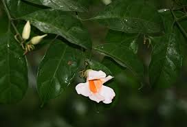 Image result for Thunbergia stelligera