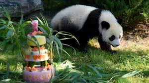 A Beauval, le bébé panda Yuan Meng fête son premier anniversaire ...
