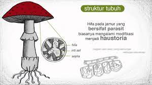 Jamur aspergillus niger untuk fermentasi asam sitrat aspergillus oryzae dan aspergillus wentii untuk aspergillus fumigatus adalah jamur yang termasuk dalam kelas ascomycetes yang mudah diisolasi gambar jamur aspergillus wentii. Jamur Youtube