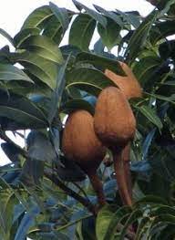 Diproses tanpa campuran bahan kimia dan 100% asli. Anim Agro Technology Buah Tunjuk Langit
