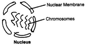 The Fundamental Unit Of Life Class 9 Notes Science Chapter 5 Learn Cbse Https Www Learncbse In Fundamental Unit Nuclear Membrane Science Organic Molecules