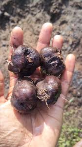 Image result for Hermbstaedtia scabra