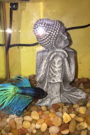 Help My Betta Won T Eat His Brine Shrimp And I M Getting Very Worried I Ve Had Him For A Month And He Will Only Eat Tropical Fish Flakes And I Know He S Not