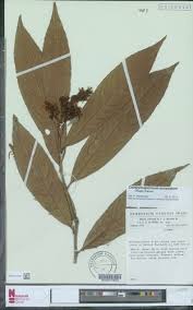 Image result for Rhabdophyllum welwitschii