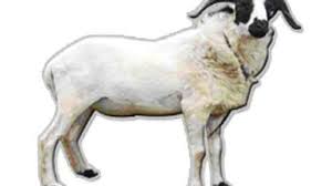 Besar harapan kami bapak/ibu mengabulkan permohonan ini. Proposal Kegiatan Idul Qurban 1433 H