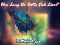 How Long Do Betta Fish Live Bettafishy Com Betta Fish Betta Betta Fish Care