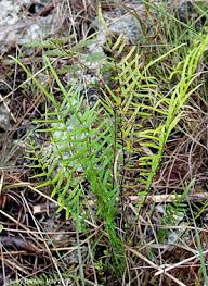 Image result for Pteris