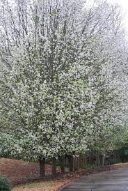 We did not find results for: Time For Red Buds And Forsythia In Hoover Alabama