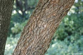 Image result for Schrebera