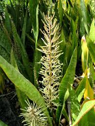 Image result for Sansevieria hyacinthoides