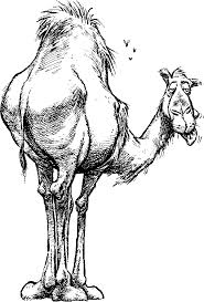 Black and white engrave isolated camel illustration. Camel Clip Art Black And White Image Wikiclipart