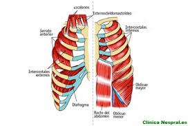 Dolor abdominal izquierdo superior debajo de costillas causadas por órganos internos. Dolor Intercostal Como Tratarlo Clinica Nespral