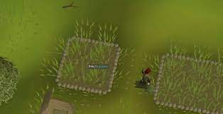 A cactus plant produces fruit and flowers in it's mature stages. Old School Runescape The Complete Farming Guide