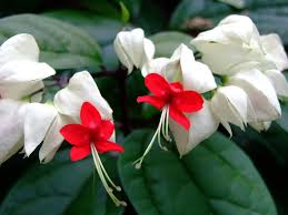 Image result for Clerodendrum toxicarium