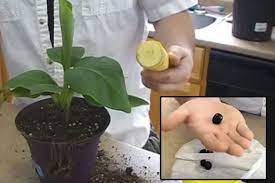 Wow You Can Grow A Banana Tree At Home From A Seed Harvest Bananas In Just 12 Months Althealthwor Grow Banana Tree How To Grow Bananas Banana Plant Indoor