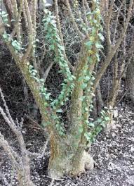 Image result for Sesamothamnus lugardii