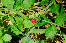 Image result for Duchesnea indica