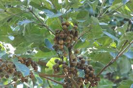 Image result for Terminalia bellirica
