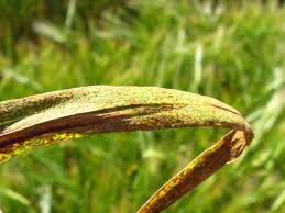 Image result for rez rzivost ostru%u017Einy