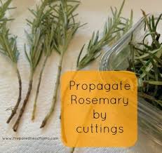 It is an aromatic and distinctive herb with a sweet, resinous flavor. How To Grow Harvest Use Rosemary Preparednessmama