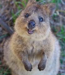 Quokka Cute Animals Animals Beautiful Funny Animal Photos