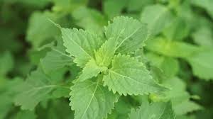 Image result for Basilicum polystachyon