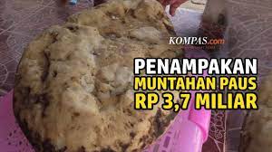 Paragraf menjadi bagian dan unsur penting dalam karya tulis dan sastra. Mengenal Ambergris Muntahan Paus Yang Harganya Hingga Miliaran Rupiah Halaman All Kompas Com
