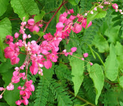 Pin On Plants