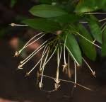 Image result for Ixora narcissodora