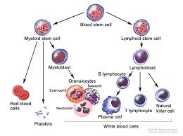 high low lymphocyte count functions how to normalize